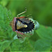 Shield Bug Opening Wings And Exposing A Soft Spot!!