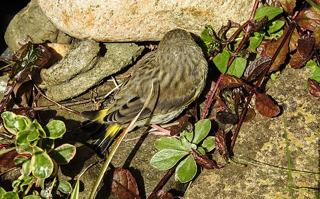 20230603 0561CPw [D~LIP] Grünfink (Carduelis chloris) [JV], Bad Salzuflen