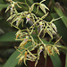 Orchidee - Epidendrum prismatocarpum