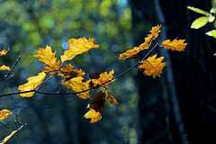 "The last Golden leaves before fall !"