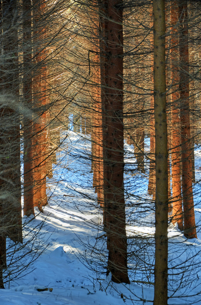 Lichteinfall im Hochwald