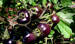 indigo tomatoes