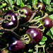 indigo tomatoes