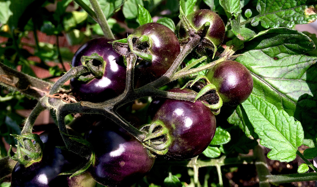 indigo tomatoes