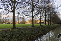 Trees and Trinity College