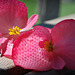 Begonia Blossoms in Repose