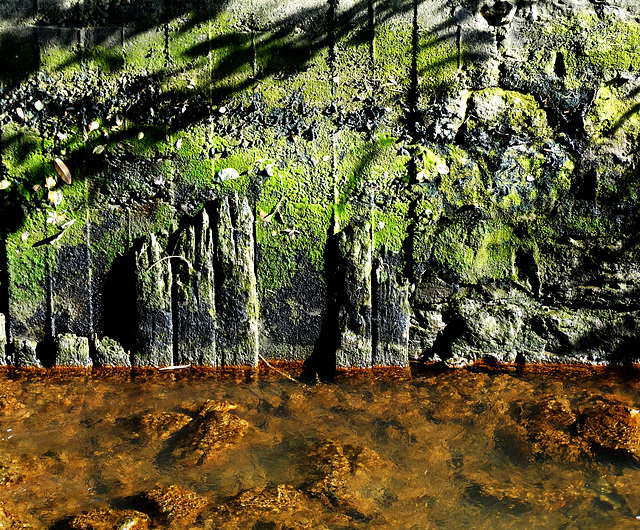 Green Clad Wall and Golden Water