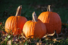 Home Grown Pumpkins