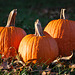 Home Grown Pumpkins