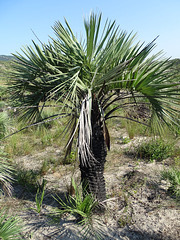 DSC04945 - adulto de butiá Butia catarinensis, Arecaceae
