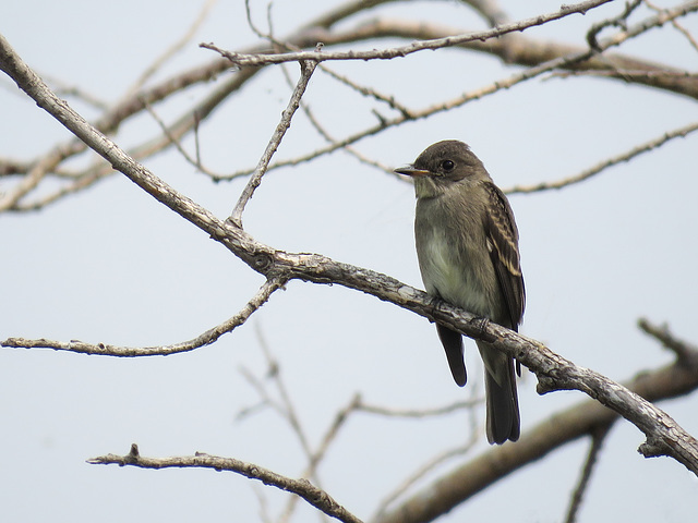 Western Wood Pewee?