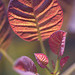 DSCF0117