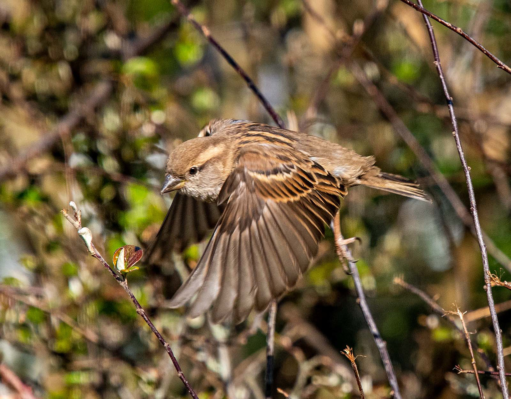 Sparrow in flight