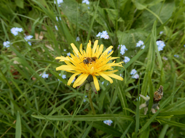 Erweckter Frühling