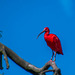 Scarlet ibis