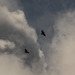 Raven and Buzzard (2 of 2)