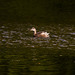 Little grebe