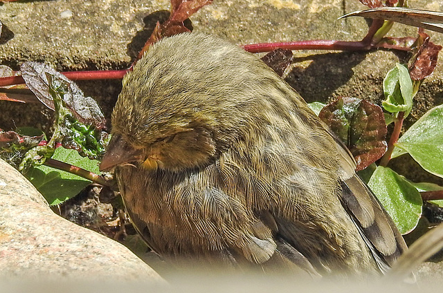 20230603 0563CPw [D~LIP] Grünfink (Carduelis chloris) [JV], Bad Salzuflen