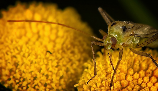 Die Zweipunktige Wiesenwanze (Closterotomus norwegicus) hat sich angepirscht :)) The two-spotted meadow bug (Closterotomus norwegicus) has stalked :)) La punaise des prés à deux points (Closterotomus 