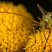 Die Zweipunktige Wiesenwanze (Closterotomus norwegicus) hat sich angepirscht :)) The two-spotted meadow bug (Closterotomus norwegicus) has stalked :)) La punaise des prés à deux points (Closterotomus norwegicus) a traqué :))