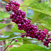 Callicarpa berries