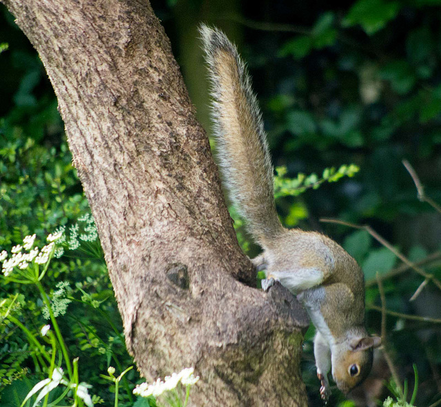 Squirrel on the way down