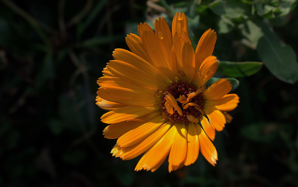 Yellow 1