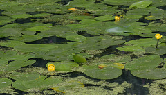 Yellow Water-lilly
