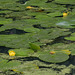 Yellow Water-lilly