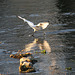 Aigrette en action de pêche