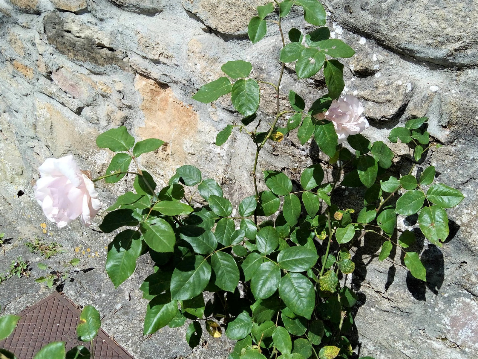 White roses with an open smile to whom see them in the way