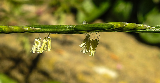 20230610 0877CPw [D~LIP] Weidelgras (Lolium perenne) [Lolch], Bad Salzuflen