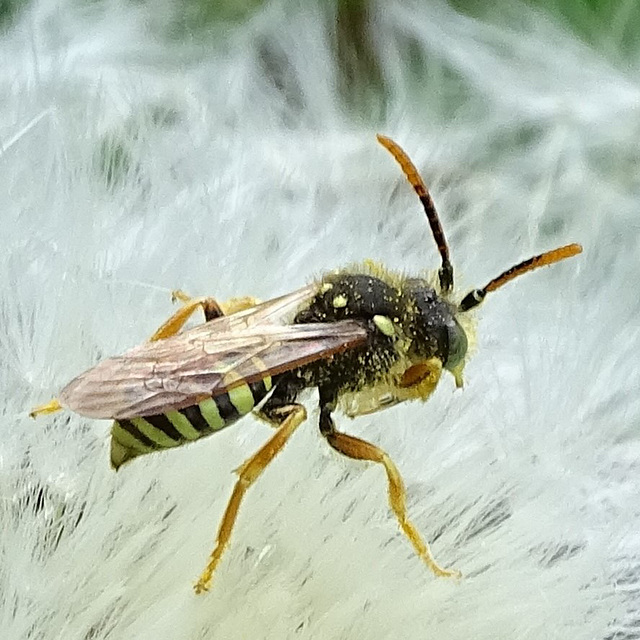 DSC01873-Nomada-goodeniana (2)