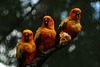 Entre bons amis , qu'il est agréable d'être réunis , bon appétit ! - Conure soleil à Beauval .