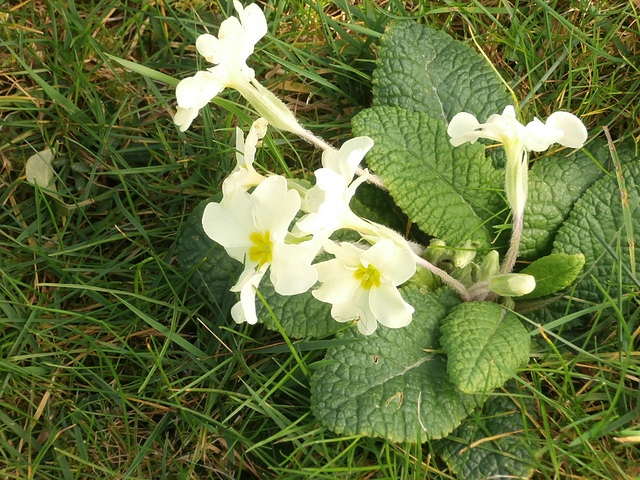 The primroses are out