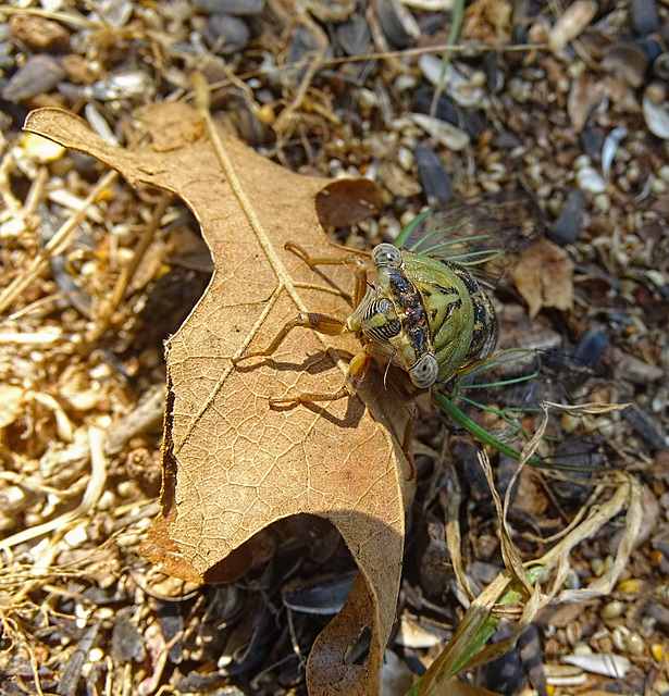 The Cicada's Tale ~ Cicada finally free & ready to roam !