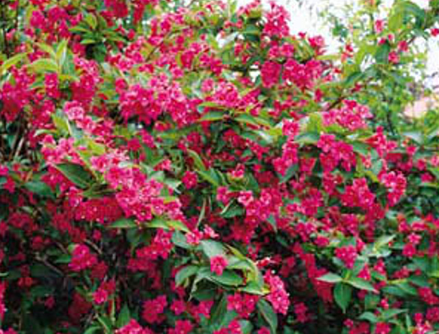 gbw - Weigela "Bristol Ruby"