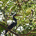 Tri-coloured Heron, on way to Tobago airport