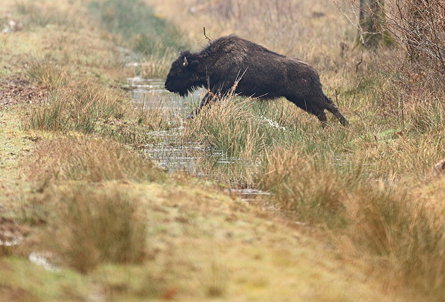 Le saut du bison