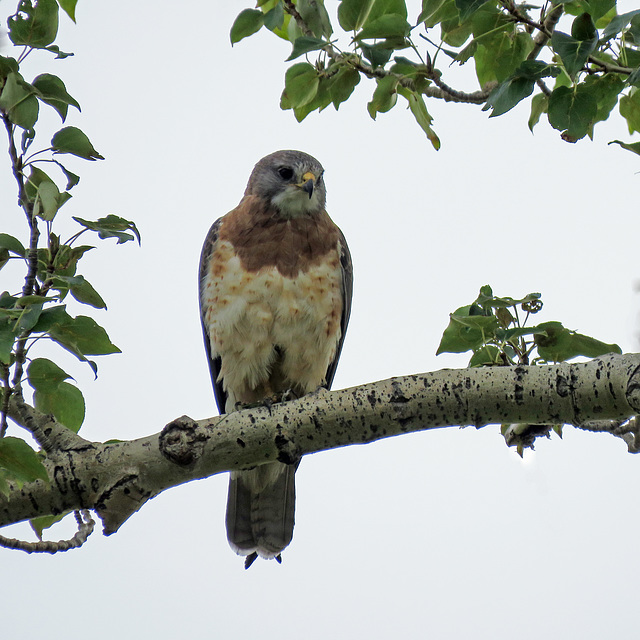 Swainson's Hawk