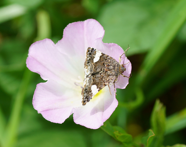 Ackerwinden-Trauereule (Tyta luctuosa)