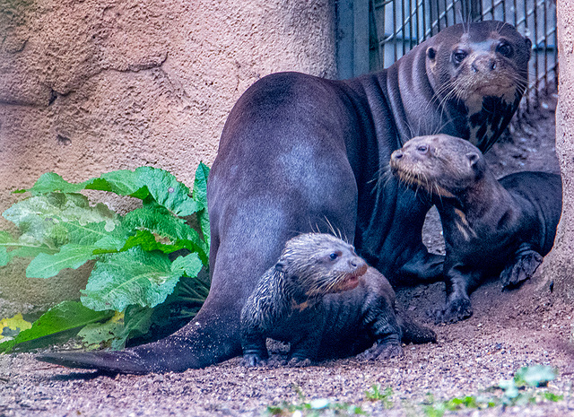 Giant otter and cubs