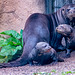 Giant otter and cubs