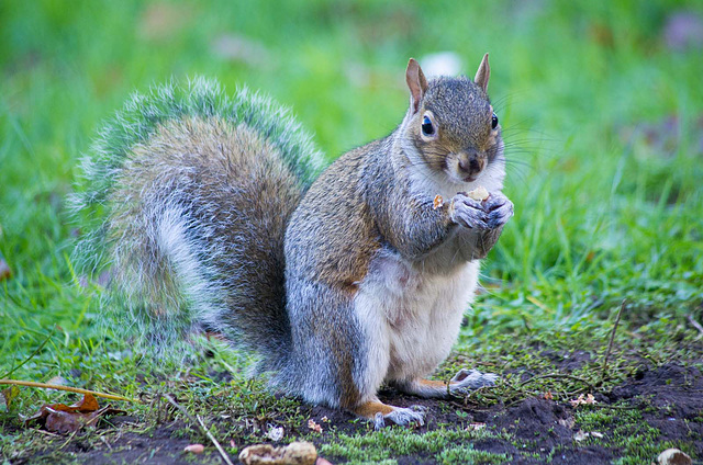 Squirrel photo (1)