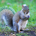 Squirrel photo (1)