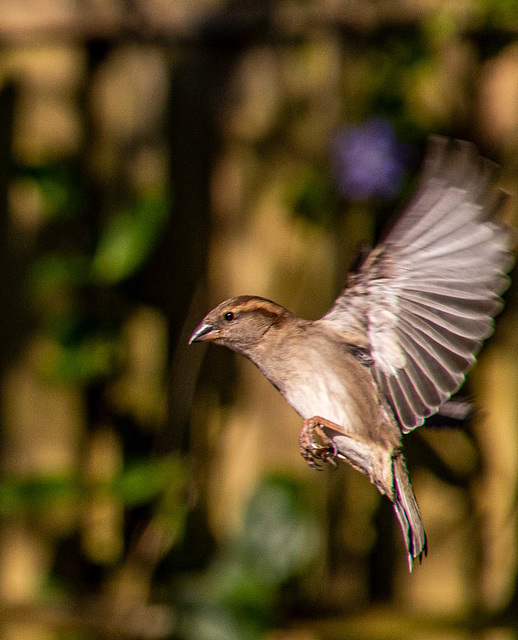 Sparrow