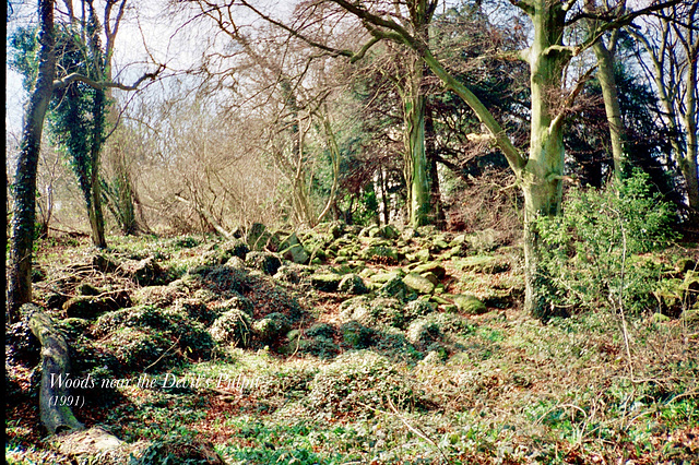 Woods near the Devil’s Pulpit (Scan from 1991)