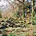 Woods near the Devil’s Pulpit (Scan from 1991)