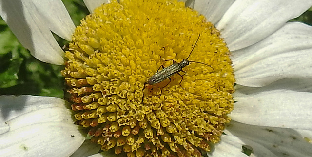 20200621 8726CPw [D~LIP ] Moschusbock (Aromia moschata), Bad Salzuflen