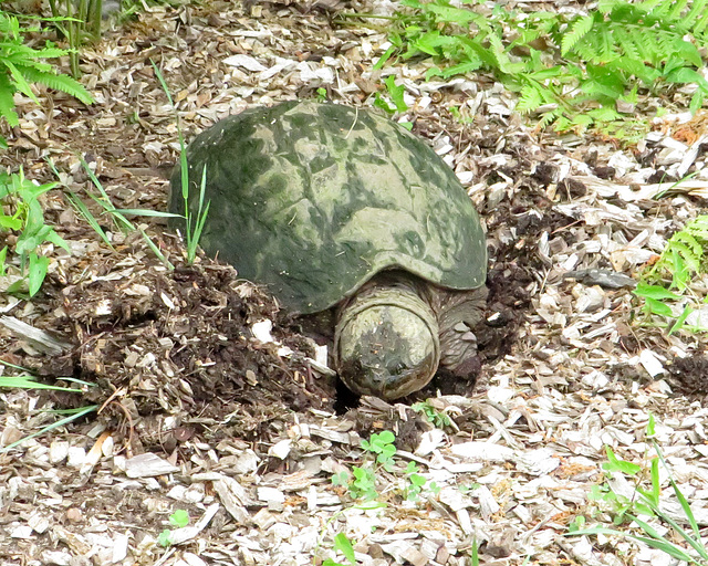 Snapping turtle digging a nest